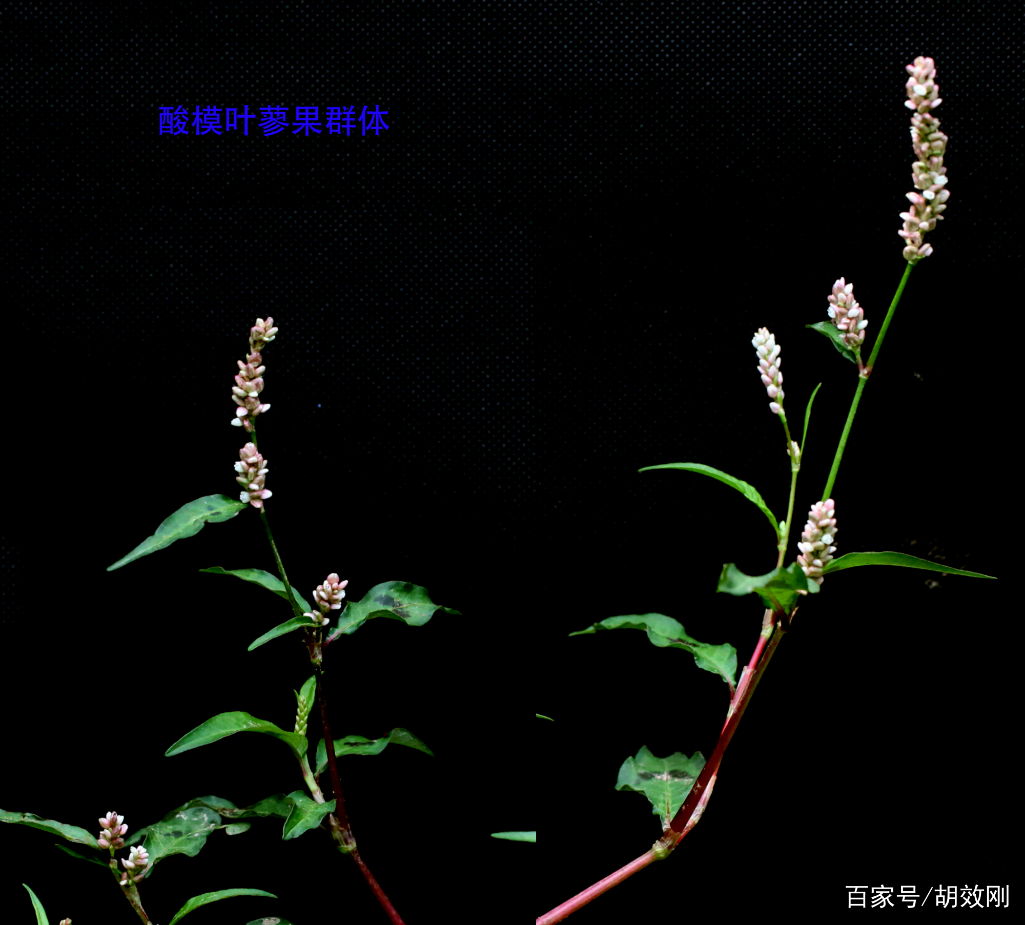 蓼科酸模叶蓼花、花序、花群体、果序、果群体、根、茎及叶原图_百科TA说