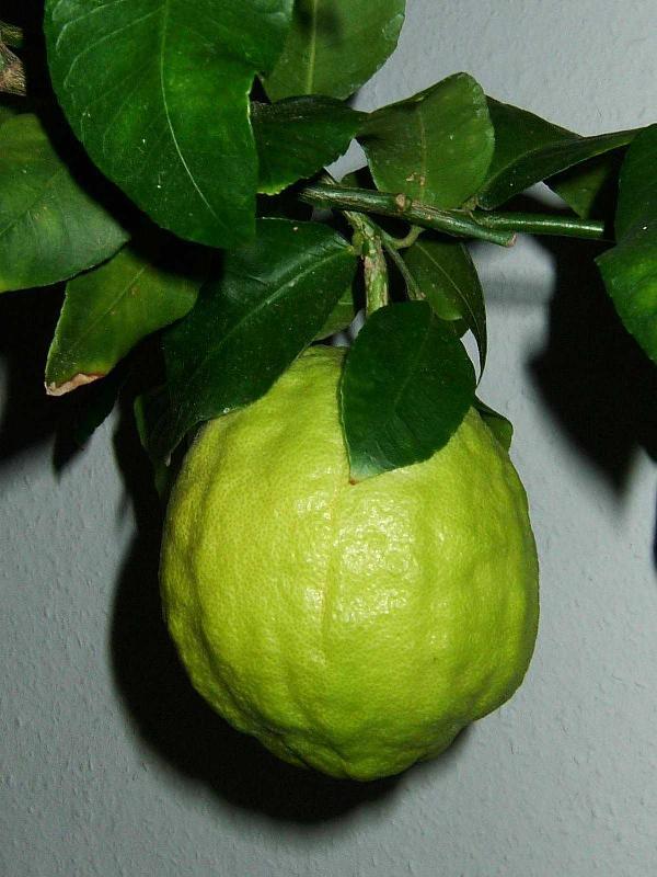  p data-id="gncogjgn2z">枸橼( i>citrus medica  /i>),又称香橼