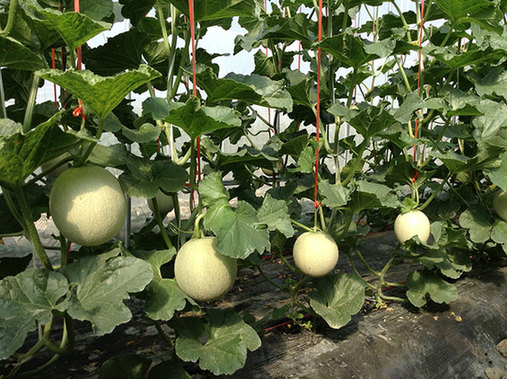 绿网蜜网纹甜瓜