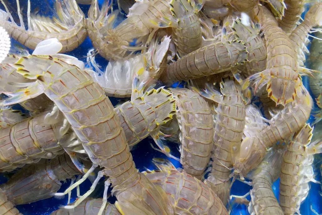  p data-id="gnx0tfy834">虾蛄,英文名为mantis shrimp( a target="