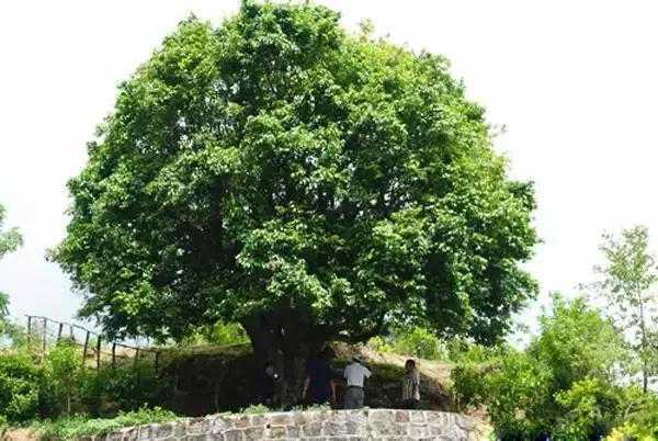 >凤庆 /a>七十多公里的香竹菁,有一株年纪起码有3200年的祖宗级茶树王