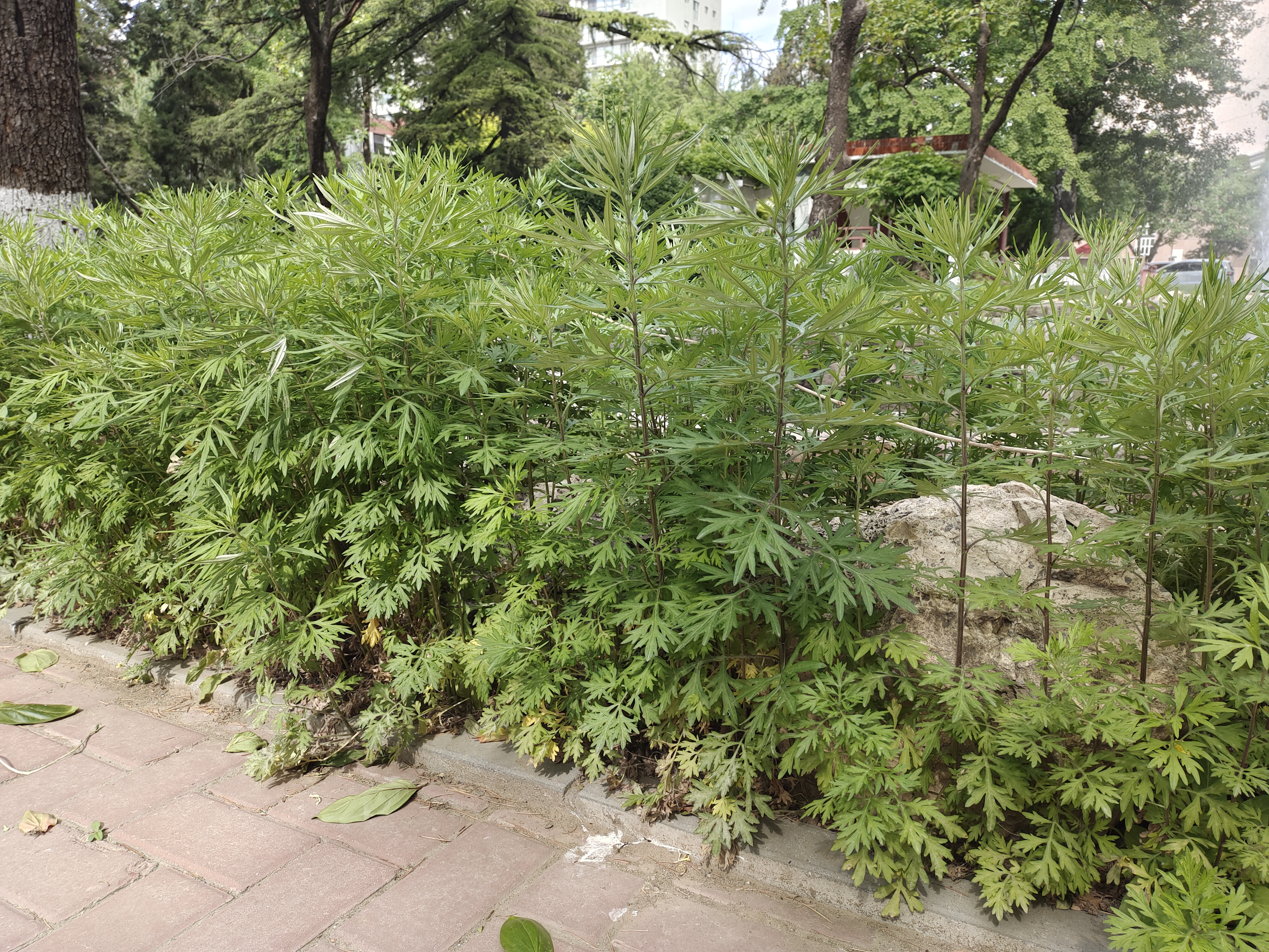  p>野艾蒿(学名: i>artemisia lavandulifolia /i> dc.