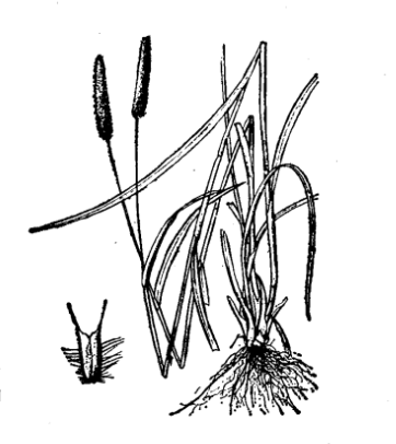 猫尾草