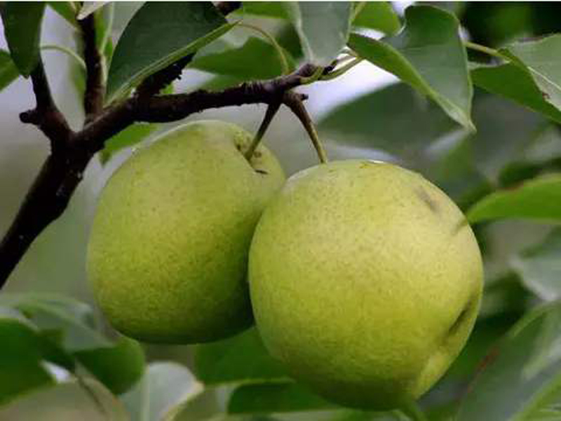  p>梨属(学名: i>pyrus /i> l.