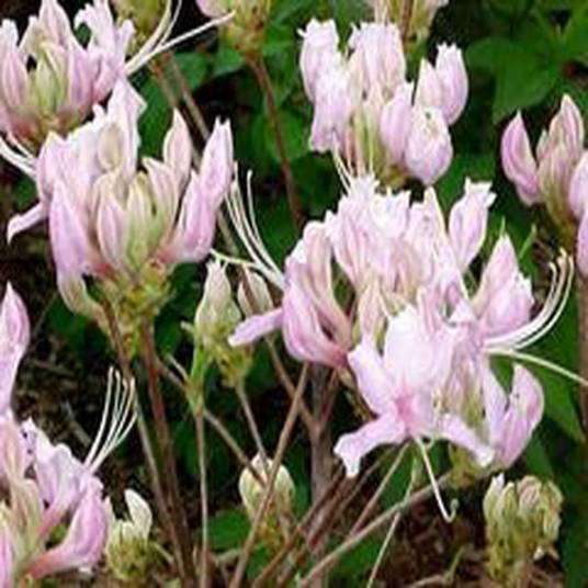 Rhododendron 'Lavender Girl'_百度百科