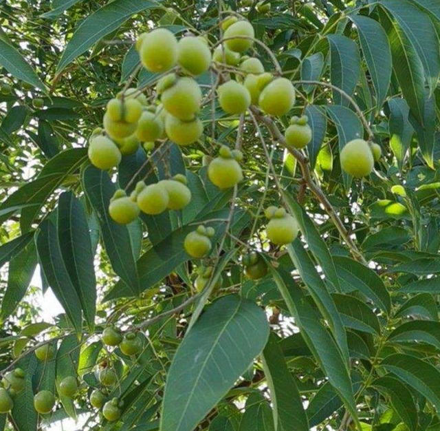  p data-id="gncna8qsp9">菩提果,本草纲目称为木患子,四川称油患子