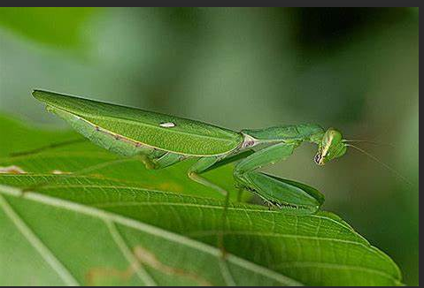 白斑宽额广腹螳螂