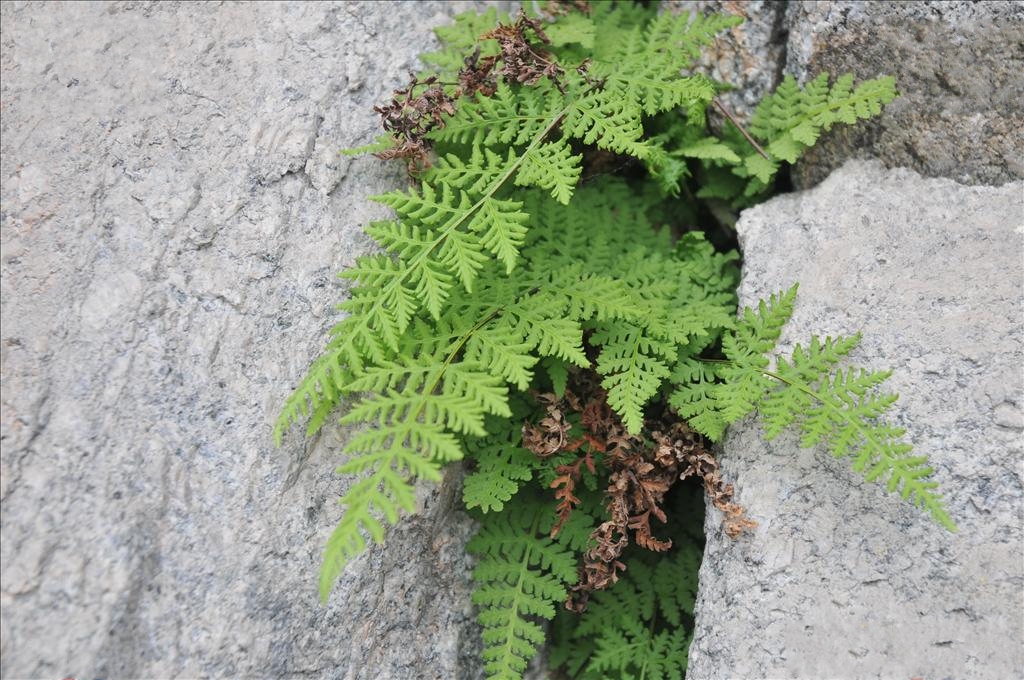  p>华北薄鳞蕨(学名: i>leptolepidium kuhnii /i> (milde) k. h.