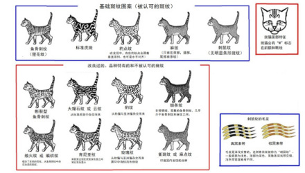 中华雀猫_百度百科