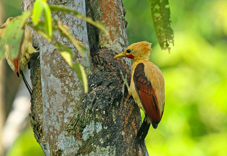 cream-coloured woodpecker