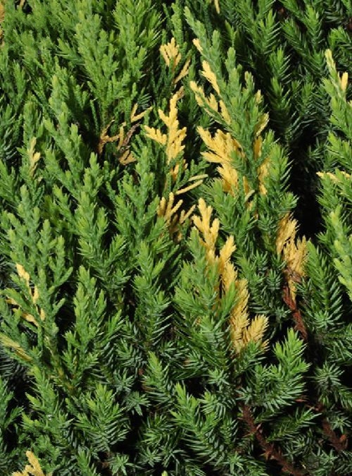  p>金叶桧(学名: i>sabina chinensis /i> (l.) ant. var.