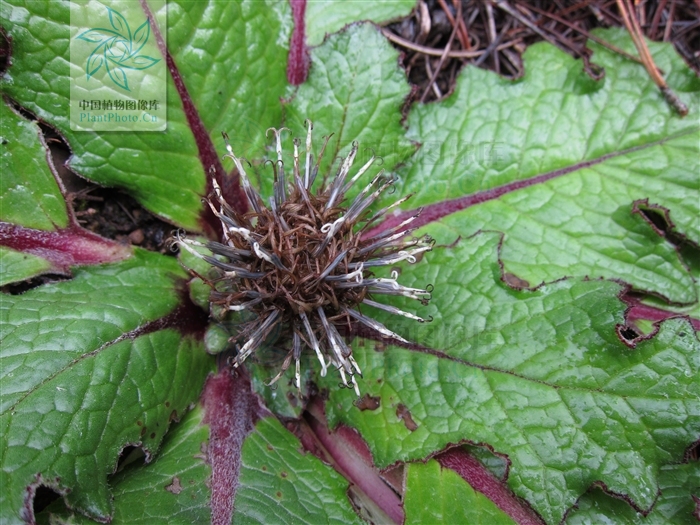 data-lemmaid="4099583">平苞川木香 /a>菊科植物