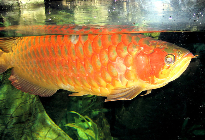  p>美丽硬仆骨舌鱼(学名: i>scleropages formosus /i>):又名 a