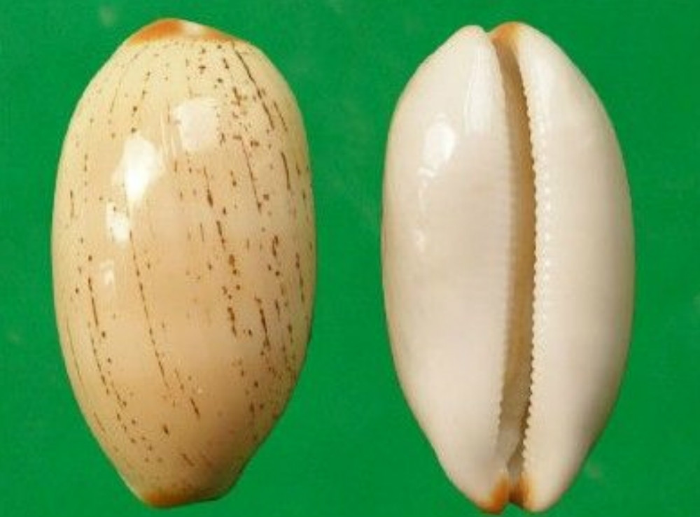  p>雨丝宝螺(学名:luria isabella isabella)是腹足纲宝螺科的 a href