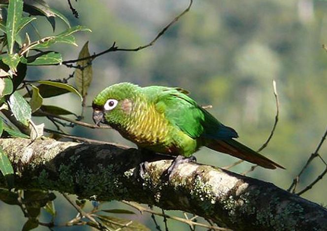  p>红腹锥尾鹦鹉(学名:pyrrhura frontalis )鸟体大部分为绿色,额头