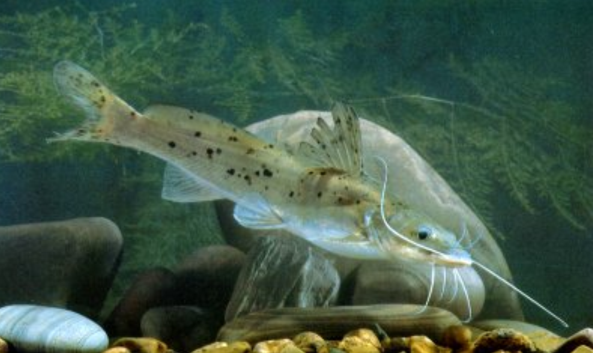  p>中臀拟鲿(学名: i>pseudobagrus medianalis /i>)为鲿科拟鲿属的