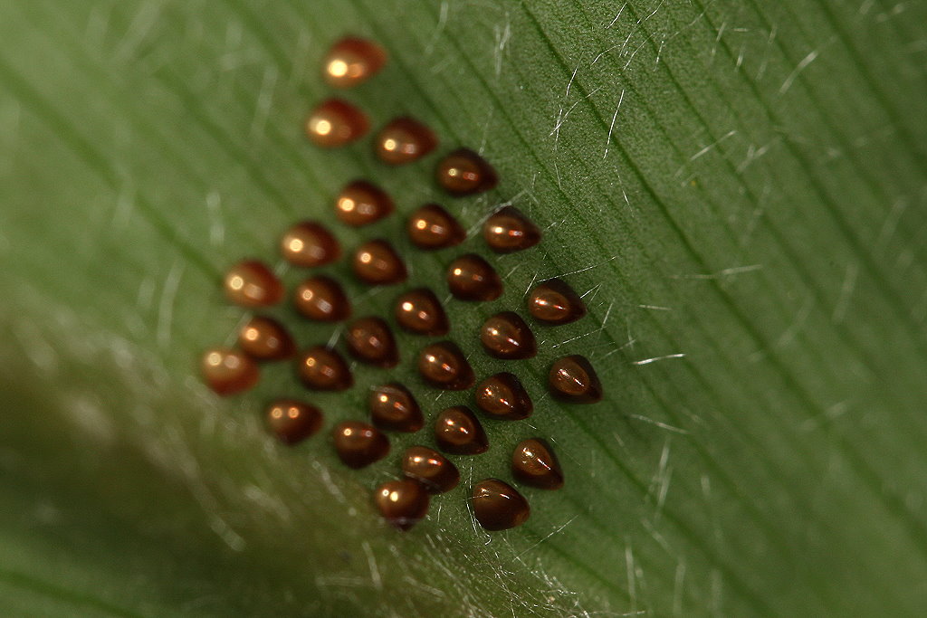 莲藕食根金花虫