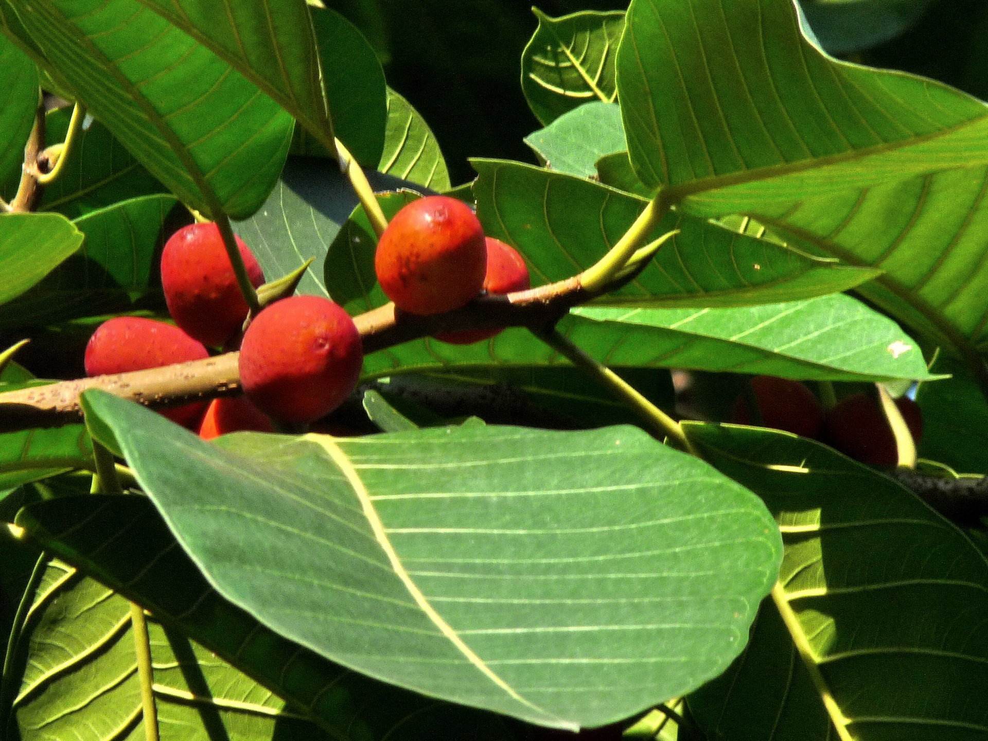  p>枕果榕(学名: i>ficus drupacea /i> thunb.