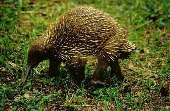  p>长吻针鼹(学名: i>zaglossus bruijnii /i>):体型几乎比 a target=