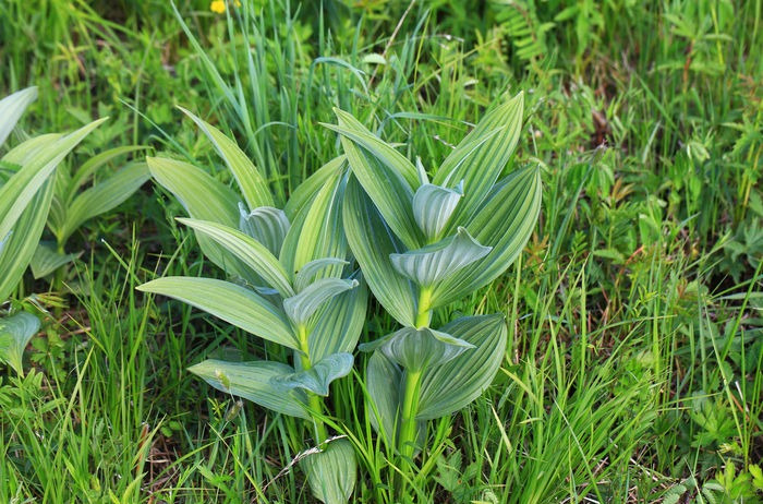  p>尖基木藜芦为 a data-lemmaid="1316665">杜鹃花科 /a>, a data