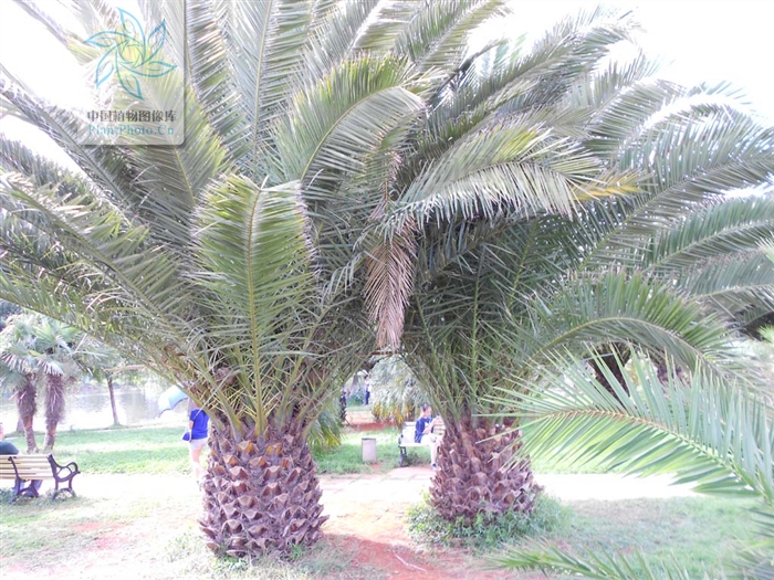 非洲海枣(垂枝刺葵)