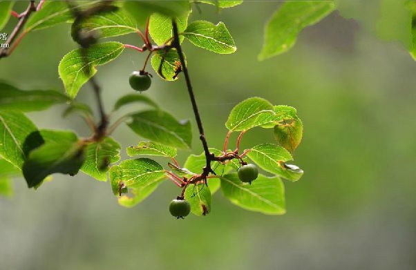 actinidia tetramera maxim.