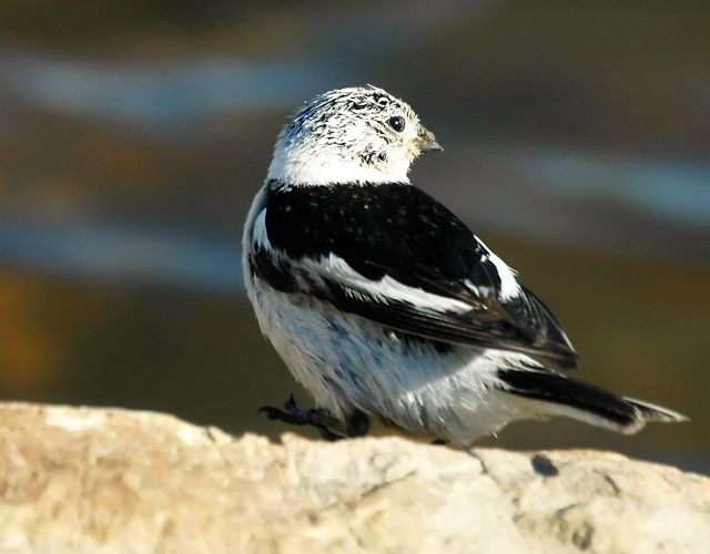 plectrophenax nivalis vlasowae