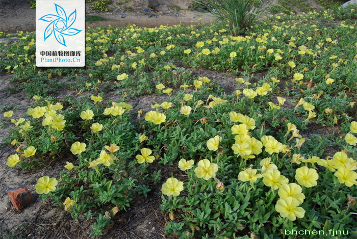  p>海边月见草(学名:oenothera drummondii hook.