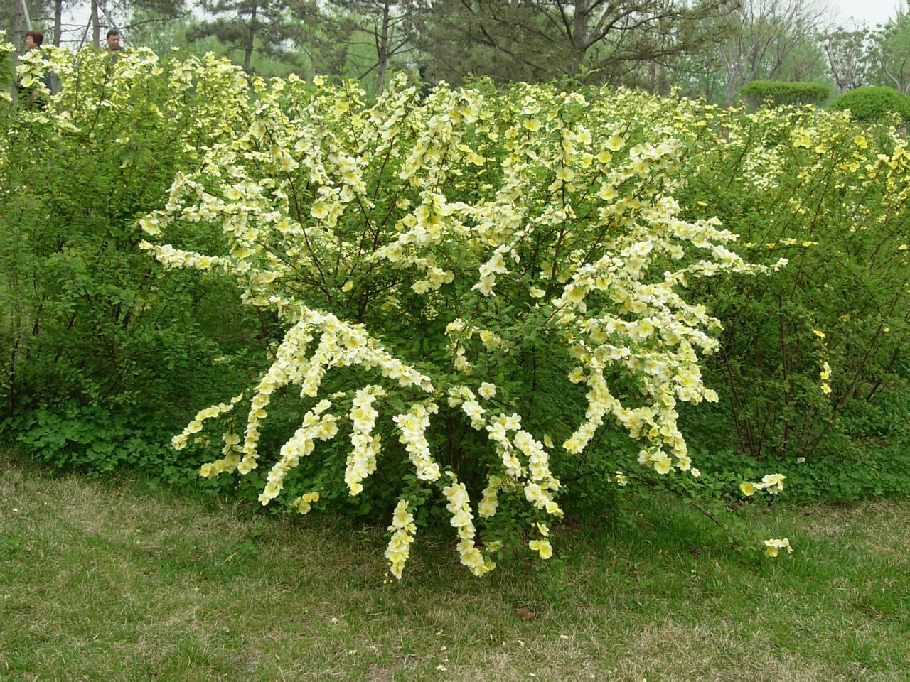  p>黄刺玫,拉丁学名: rosa xanthina lindl,落叶灌木.