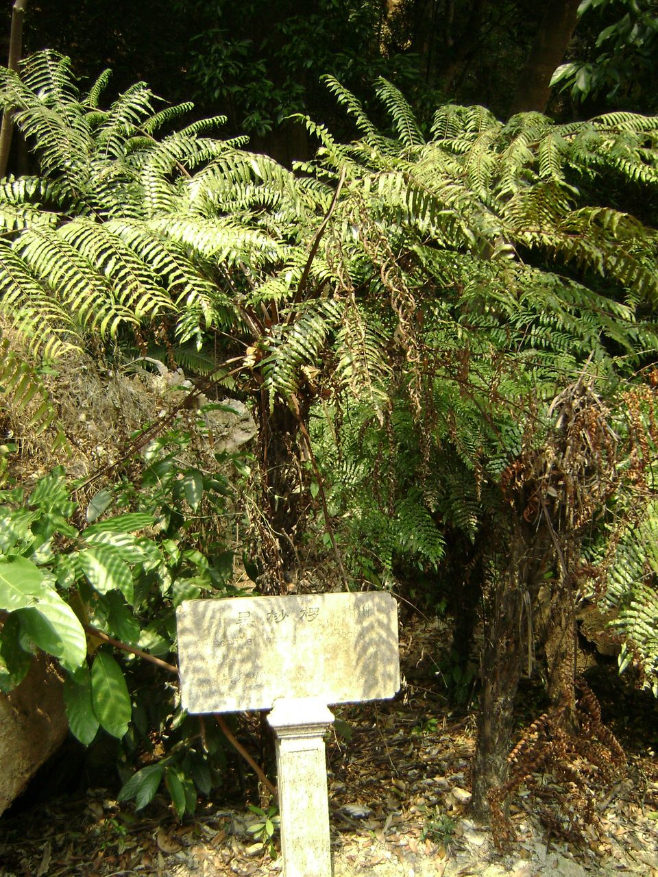 tryon),别名蛇木,是 a target="_blank" href="/item/桫椤科/1378944