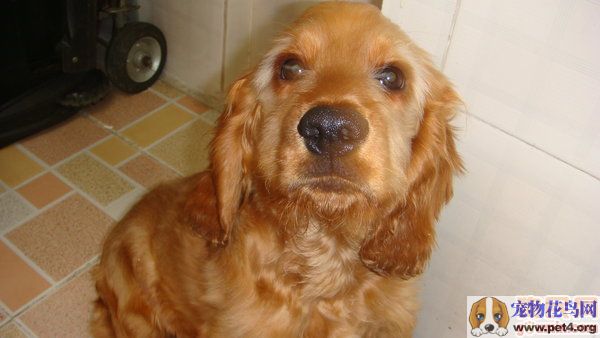 "#" data-lemmaid="2020548">英国可卡犬 /a>(英文名 :english cocker