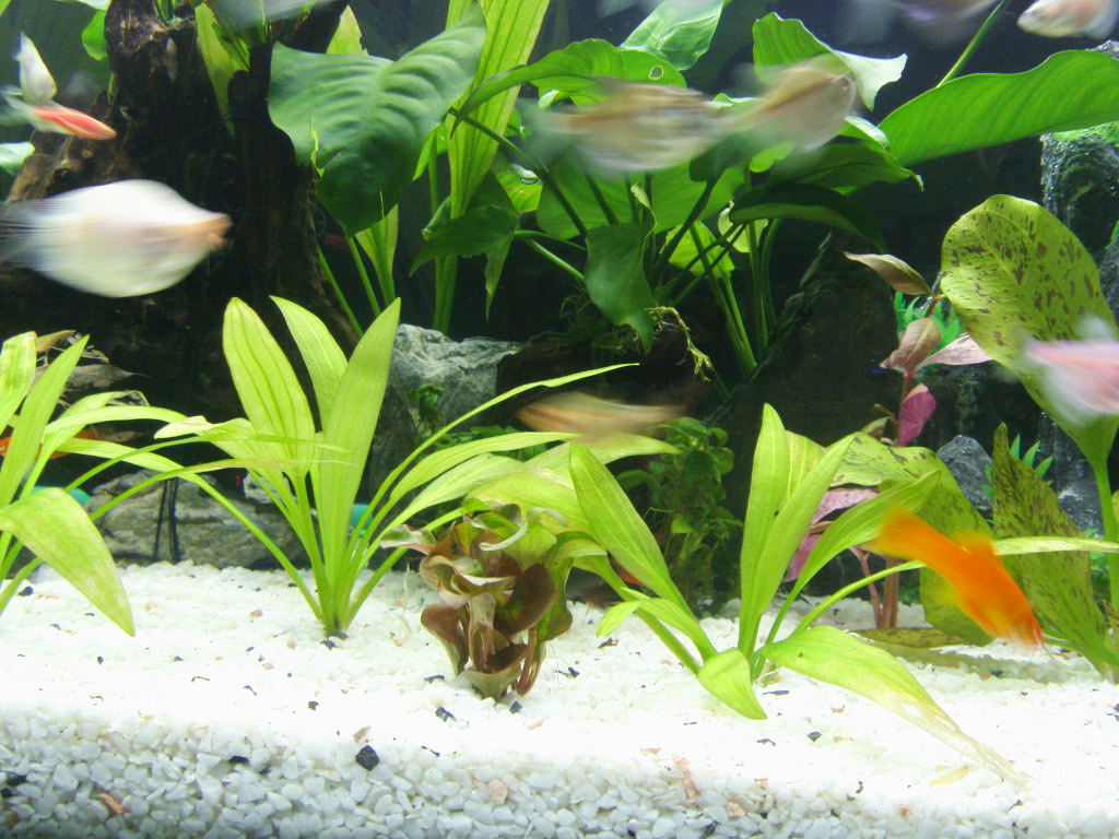  p>彩裙鱼又名灯火鱼,是 a href="#" data-lemmaid="1532985">黑裙鱼 