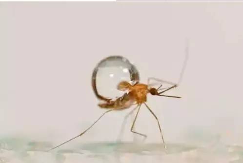 为什么蚊子不会被雨砸死