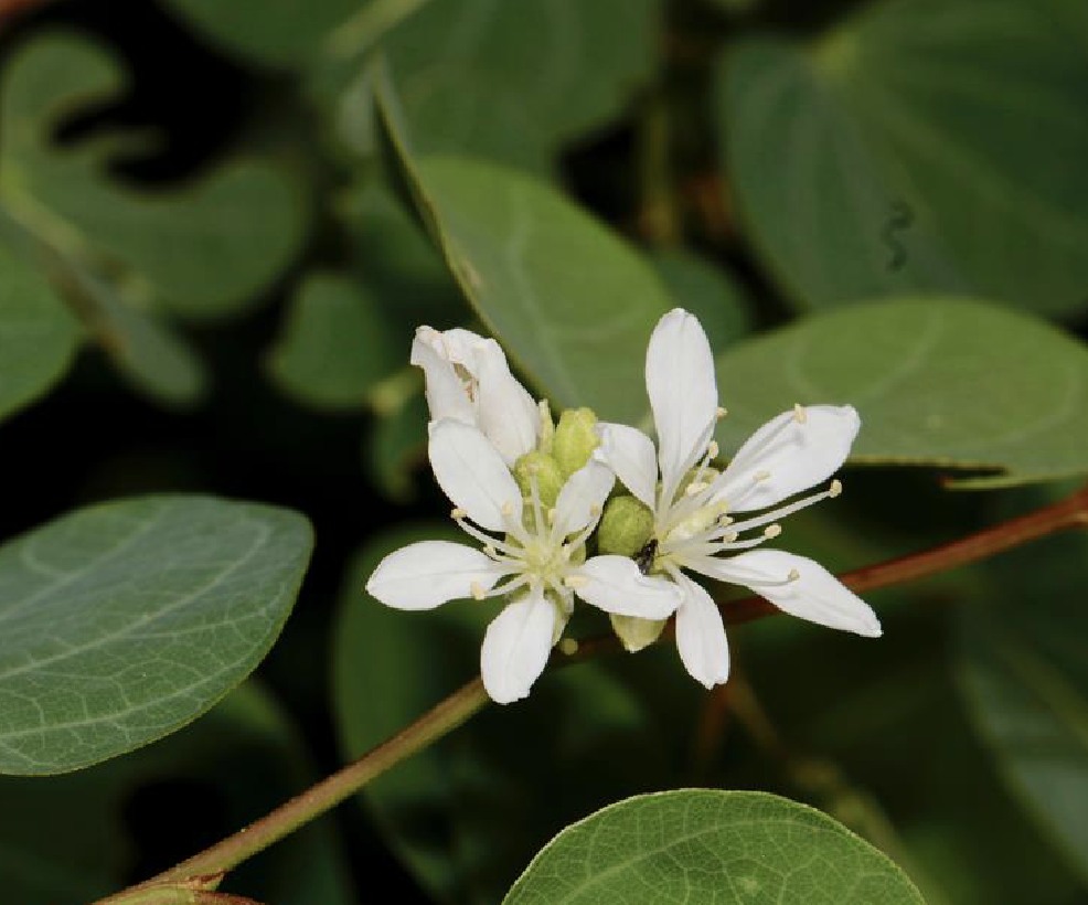 刀果鞍叶羊蹄甲(变种)