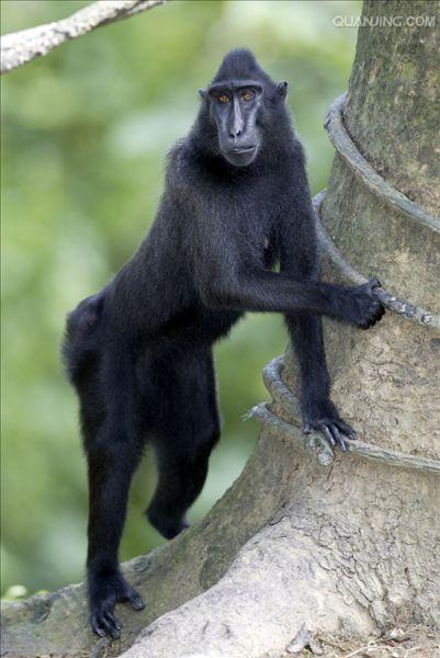  p>黑冠猕猴(学名: i>macaca nigra /i>):为猕猴属下的一种,尾短,眉