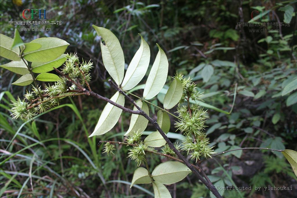 zanthoxylum echinocarpum hemsl.