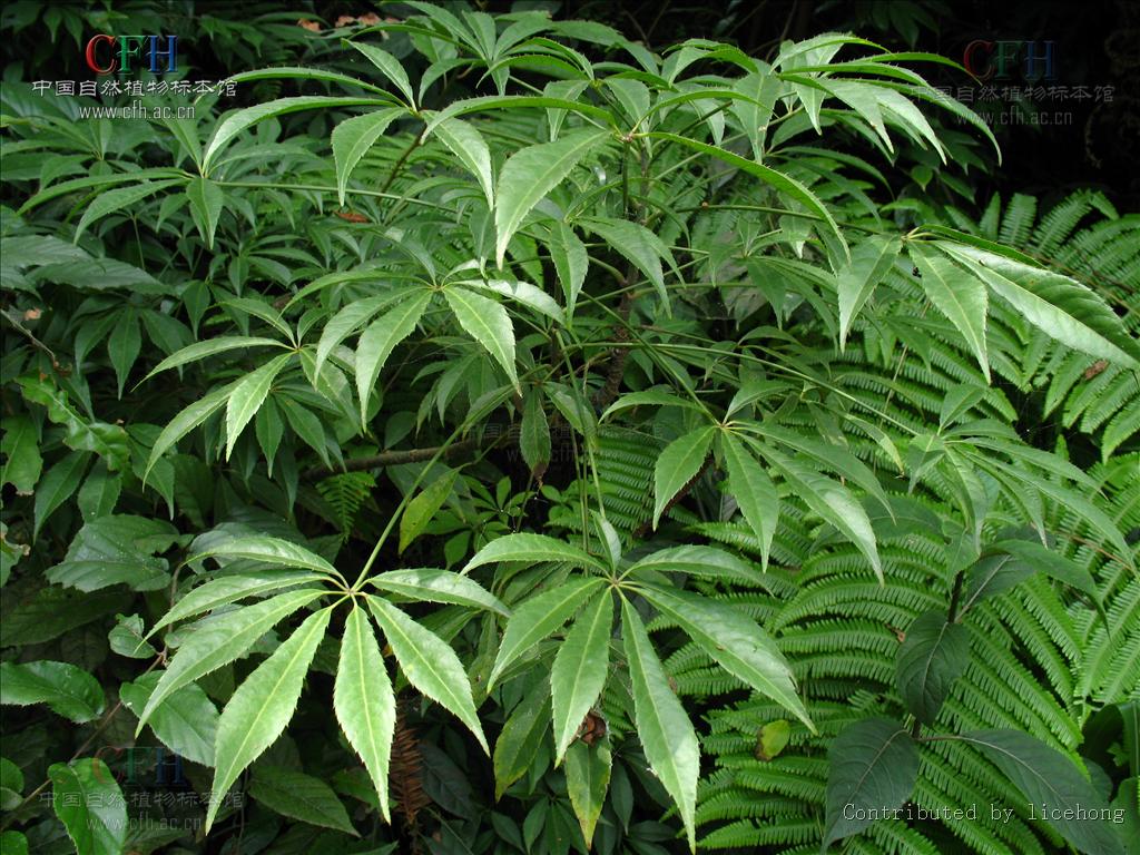 梁王茶属