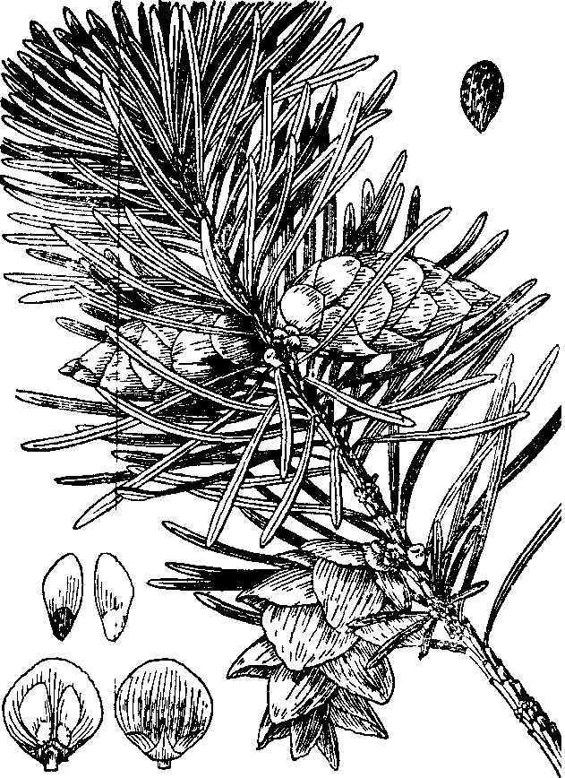  p>银杉属,只有 a href="#" data-lemmaid="362916">银杉 /a>c.