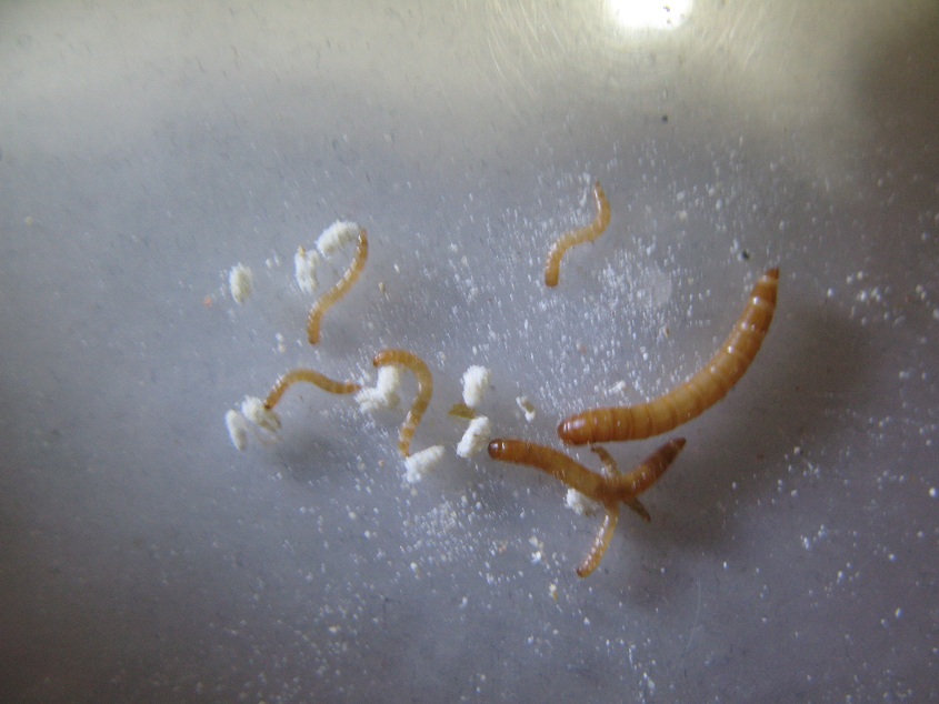  p>黄粉虫俗名面包虫,为鞘翅目拟步行科粉甲属的昆虫.