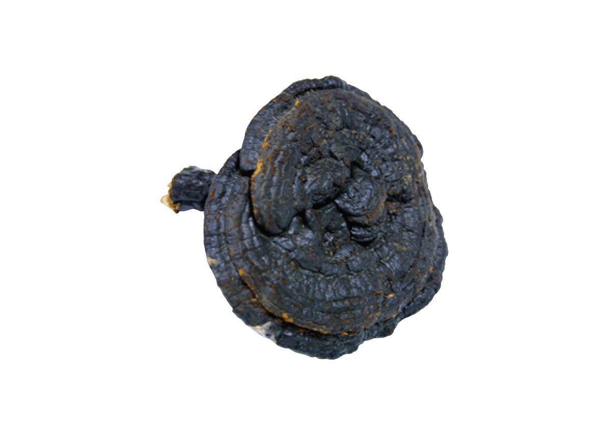 href="/item/玄芝/3627104" data-lemmaid="3627104">玄芝 /a>,黑云芝