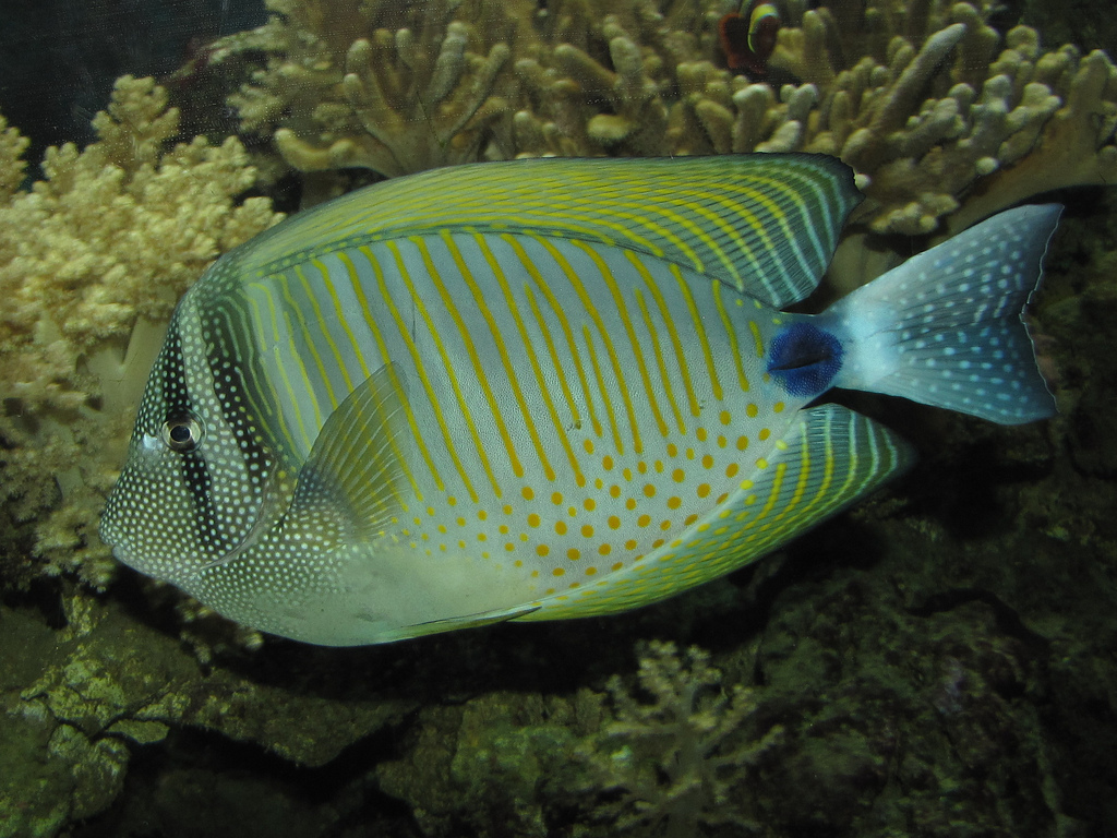  p>刺尾鱼科(学名:acanthuridae)是鲈形目所属一科鱼类总称,其科名  