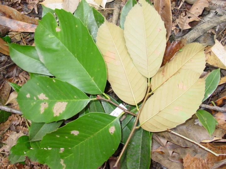  p>钩锥(学名: i>castanopsis tibetana /i> hance)是壳斗科,锥属 a