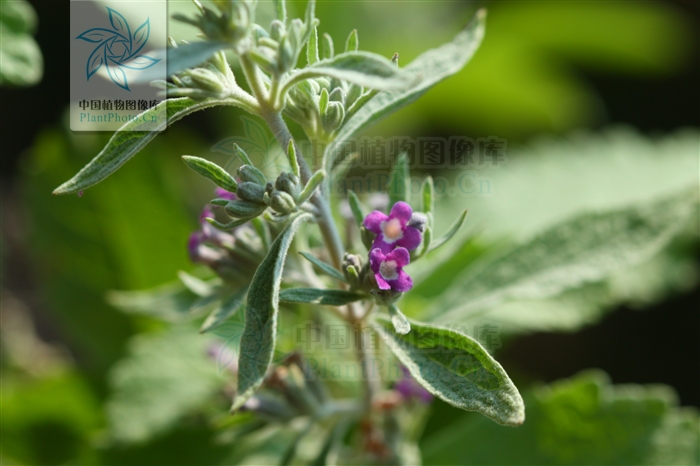  p> b>皱叶醉鱼草 /b>(学名: i>buddleja crispa /i>)是玄参科醉鱼草