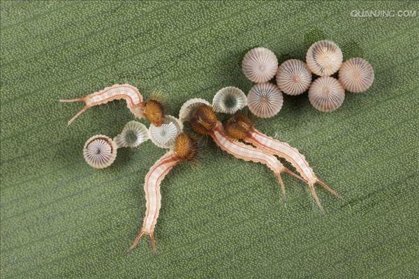 整个翅面酷似猫头鹰的脸,是极其巧妙的伪装.