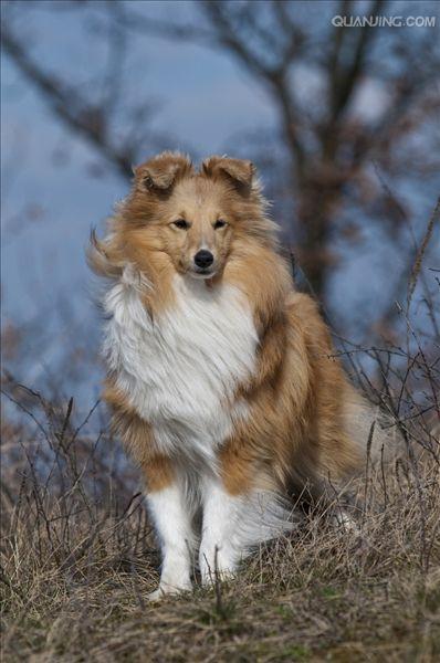 shetland sheepdog