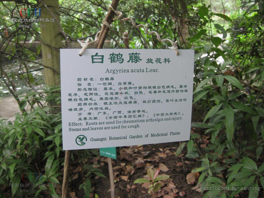  p>黄伞白鹤藤(学名:argyreia fulvo-cymosa)是 a href="#">旋花科 /a