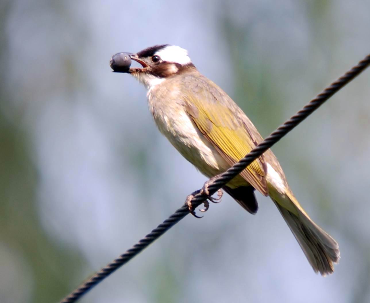  /b> , b>白头壳仔 /b>(台语),是雀形目鹎科小型鸟类,为鸣禽,冬季北方