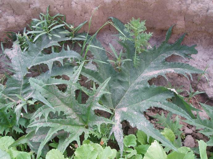  p>矮大黄(拉丁学名: i>rheum nanum /i> siev. ex pall.