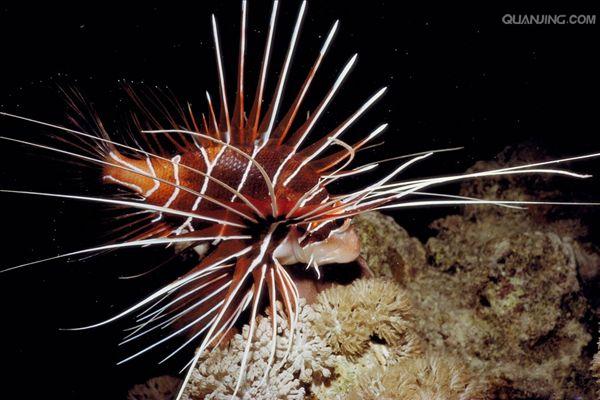  p>蓑鲉(学名: i>pterois volitans /i>)是鲉科,蓑鲉属硬骨鱼.