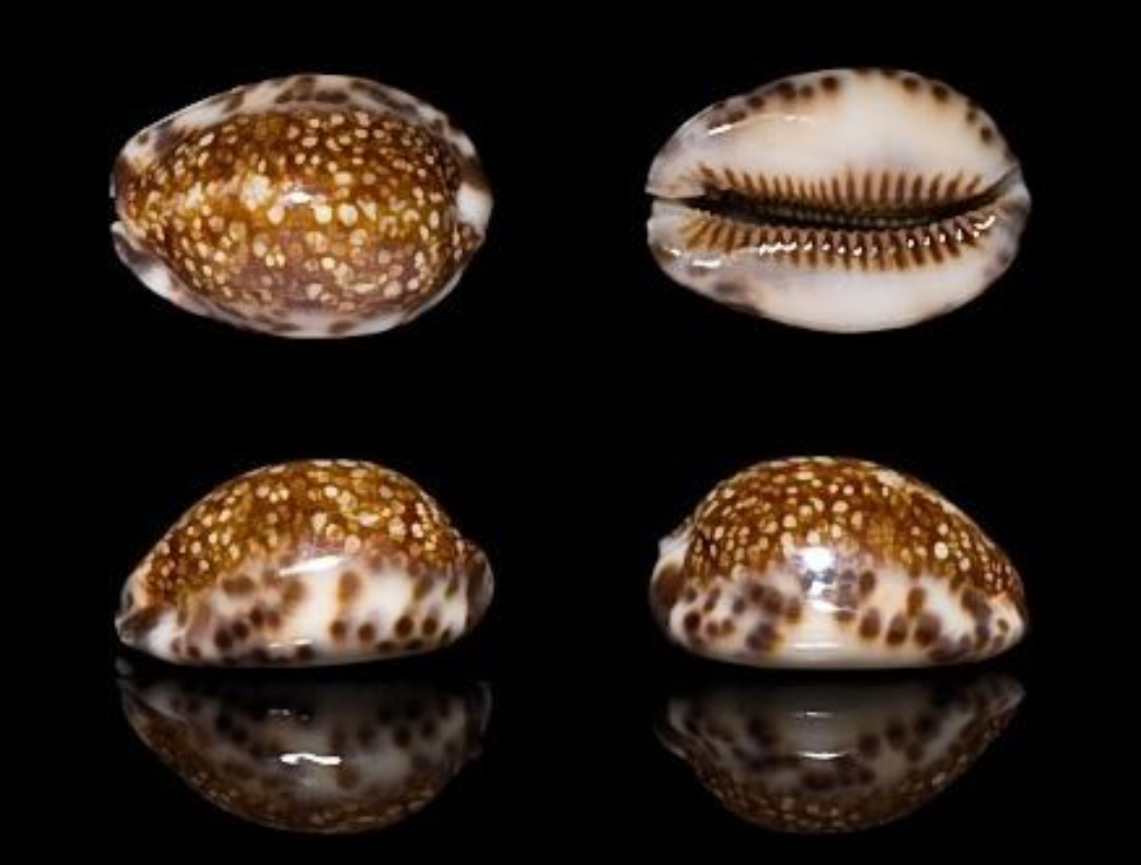  p>扁缘宝螺(学名:cypraea depressa)是腹足纲宝螺科的 a href="#"